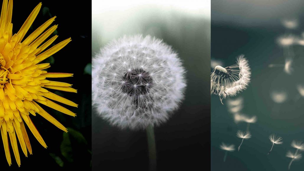 Pusteblume Schaubild Innovation